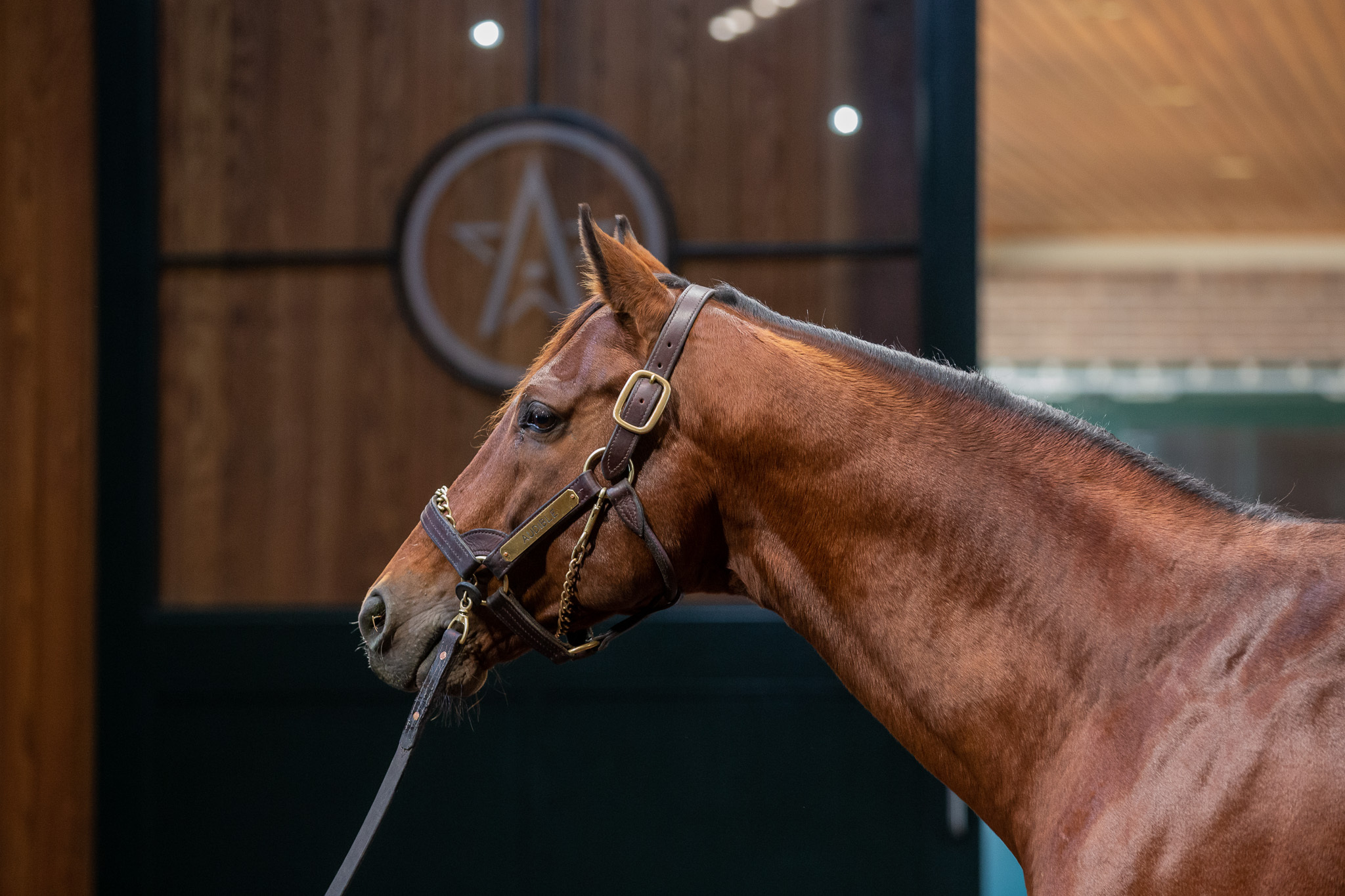 Visit WinStar Farm | Stallion Complex Tour