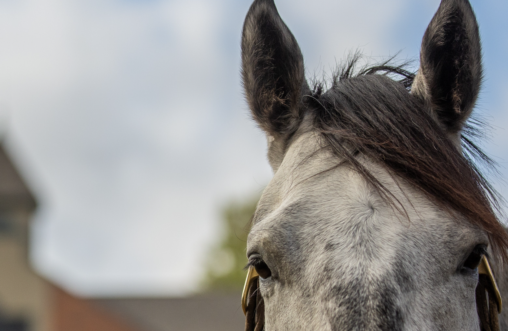 Visit Jonabell Farm | Stallion Complex Walking Tour