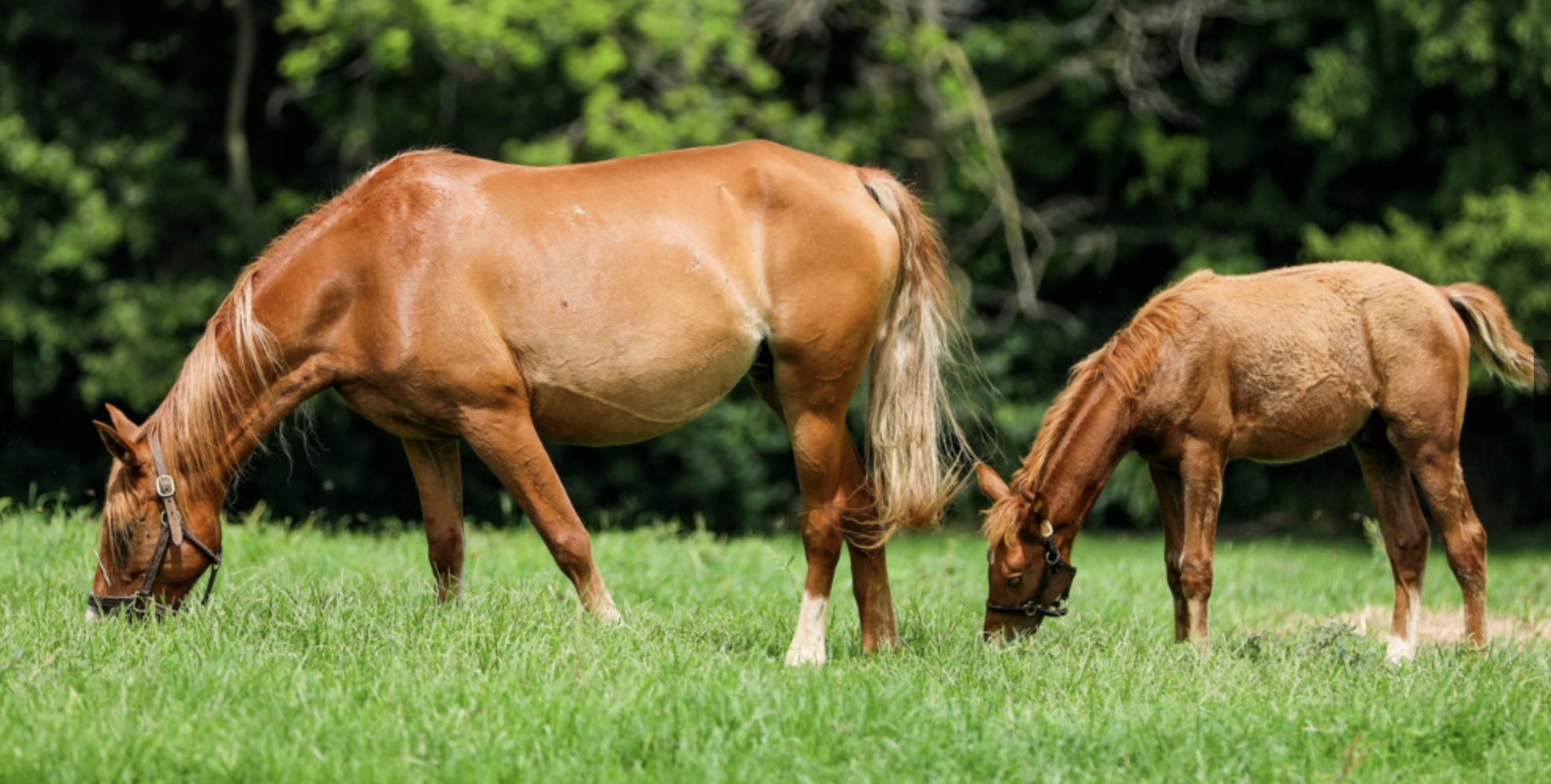 Private Experience at the Kentucky Equine Adoption Center