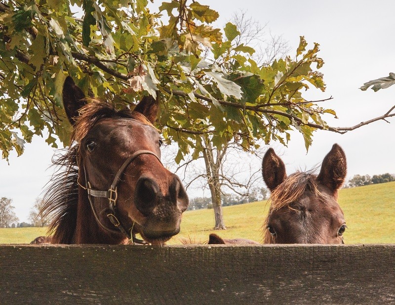 Private Experience at Mill Ridge Farm