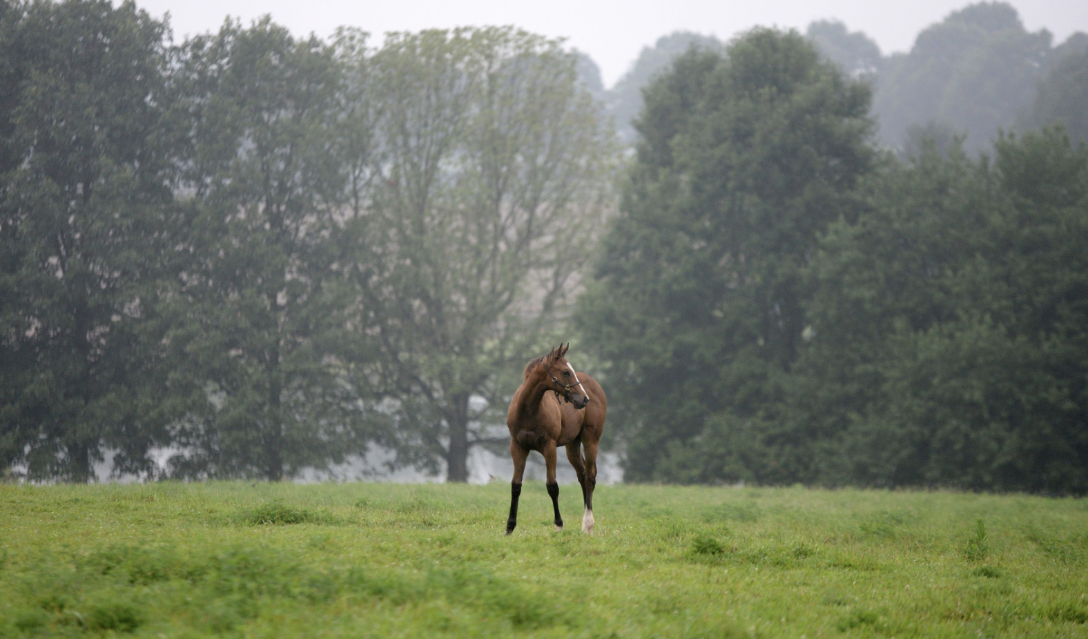 Visit Stonestreet Farm