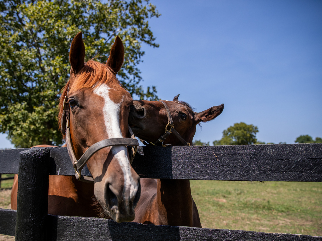 Visit McPeek Racing at Magdalena Farm