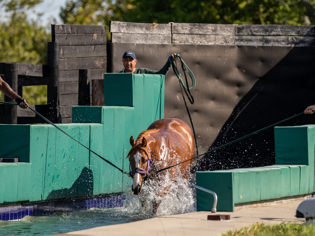 Private Yearling Sales Prep Experience at WinStar Farm