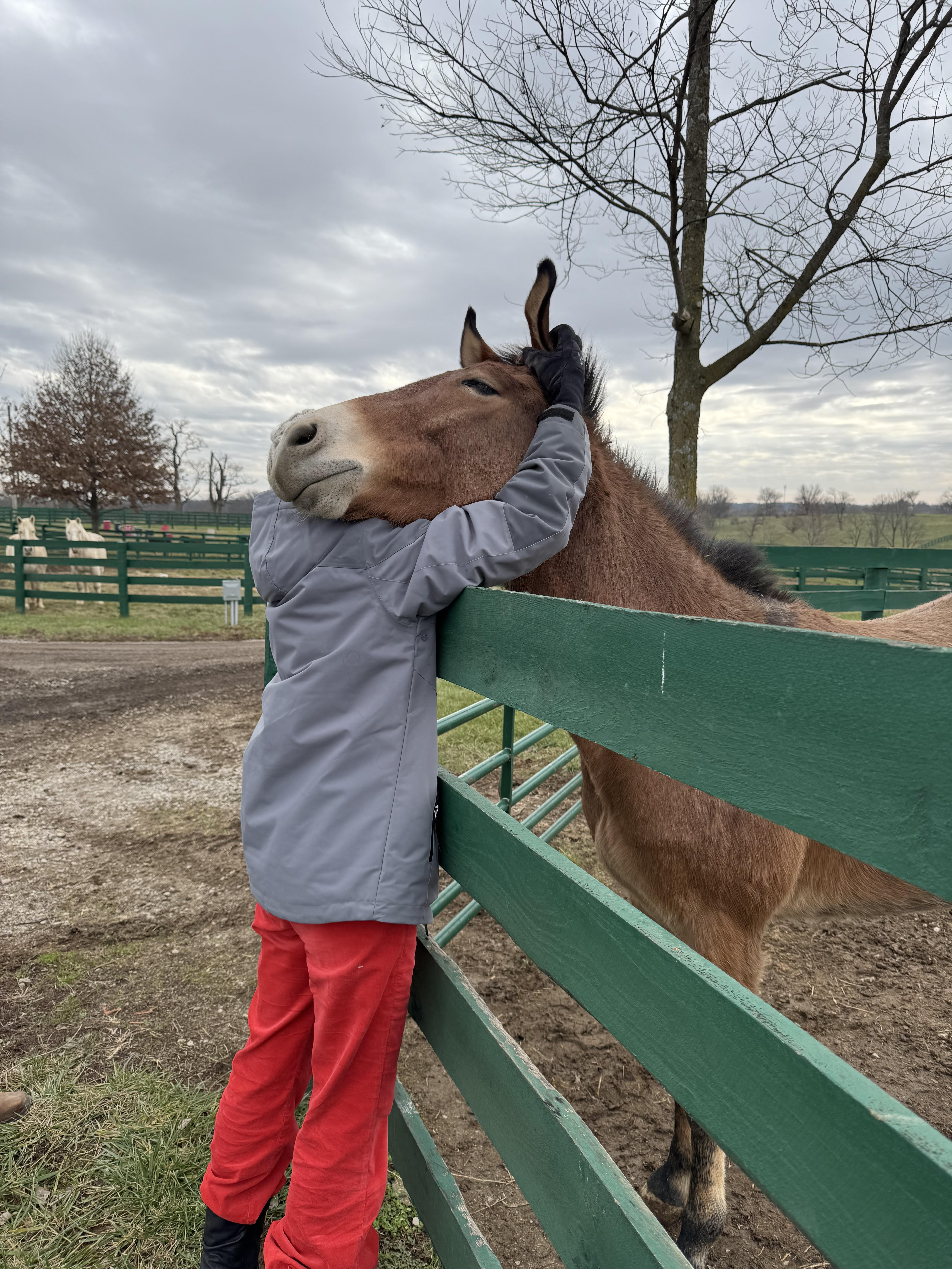 Valentine's "Carrot Gram Tour" at BraveHearts Equine Center – Public Experience