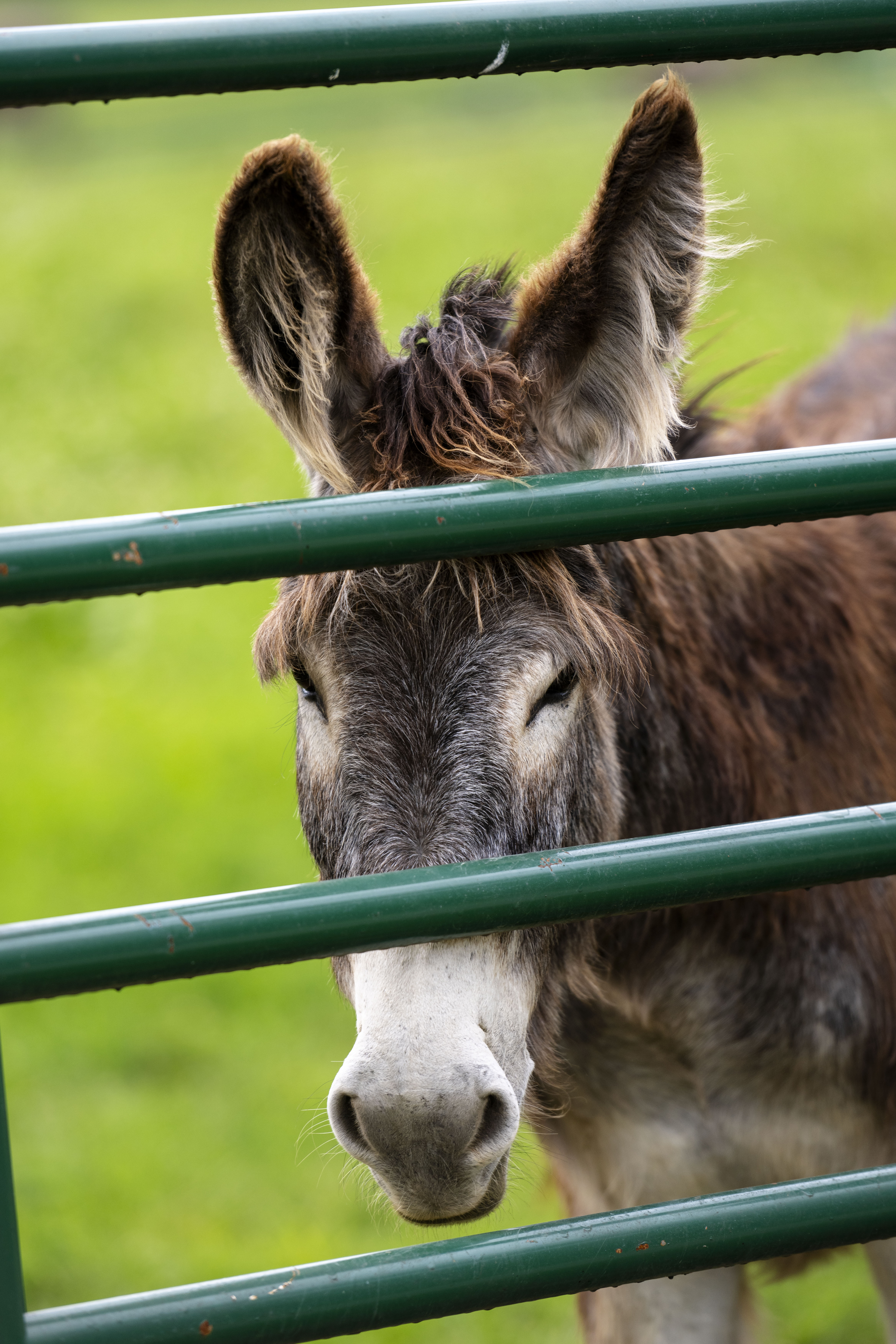 Valentine's "Dine with Drafts & Donkeys" at BraveHearts Equine Center – Private Experience