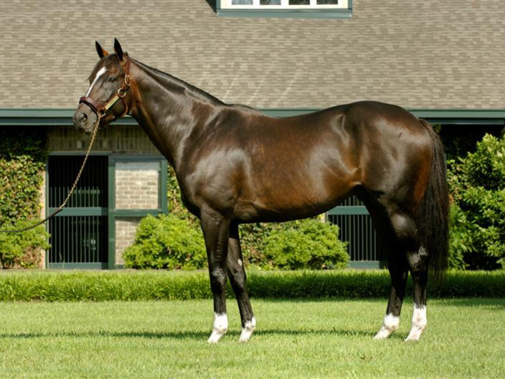 Tiznow's Birthday Party at WinStar Farm